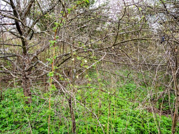 Underbrush Clearing in Kokomo