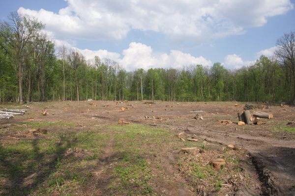 Pasture Clearing in Kokomo