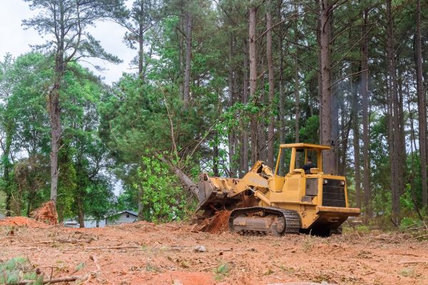 Forest Thinning in Kokomo