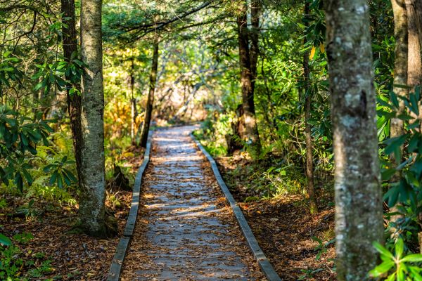 Cost of Trail Clearing in Kokomo
